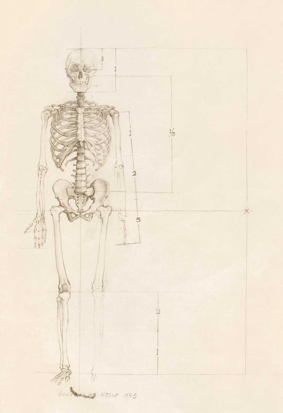 Anatomy Study